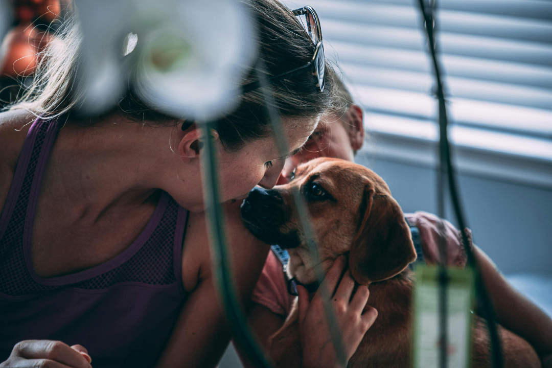 Understanding Pet Health: Supplies That Support Wellness and Comfort.